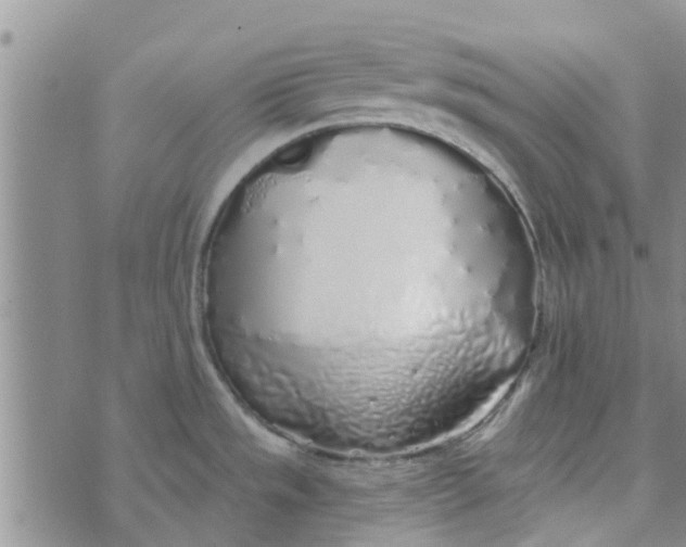 X0000072511533200608041454