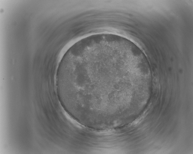 X0000072511535200608041454