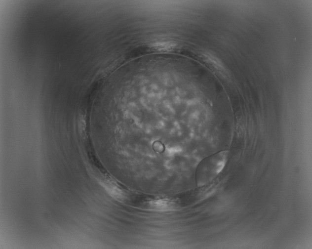 X0000072520365200607141204