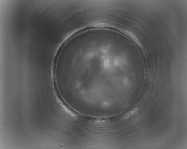 X0000072520839200607141156