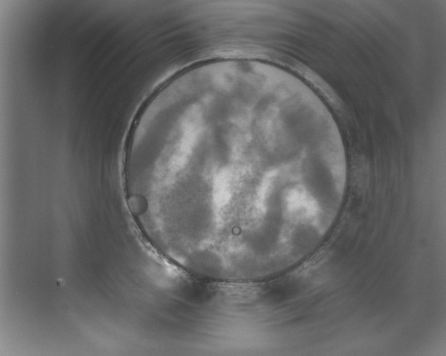 X0000072520856200607141156