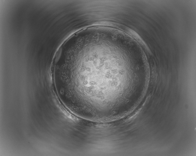 X0000072520908200607141155