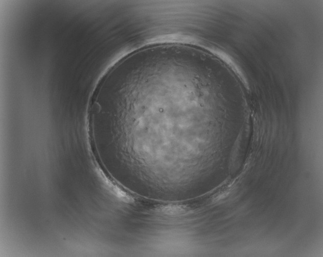 X0000072520998200607141153