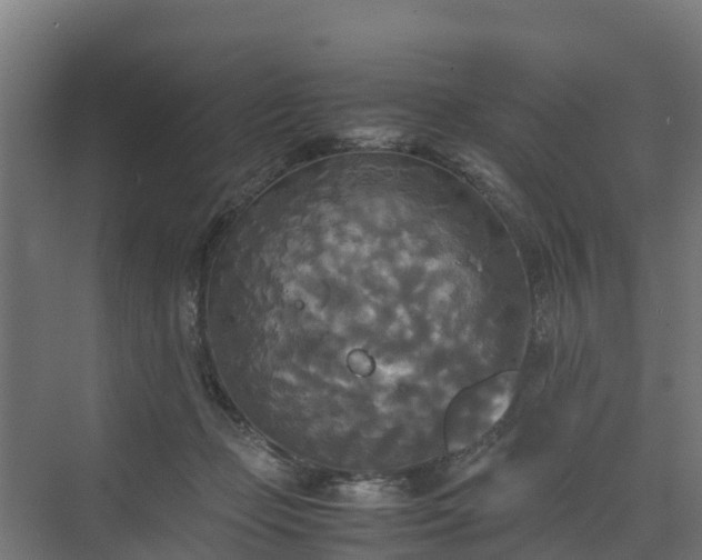 X0000072520365200607211429