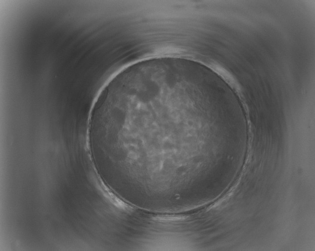 X0000072521296200607211413