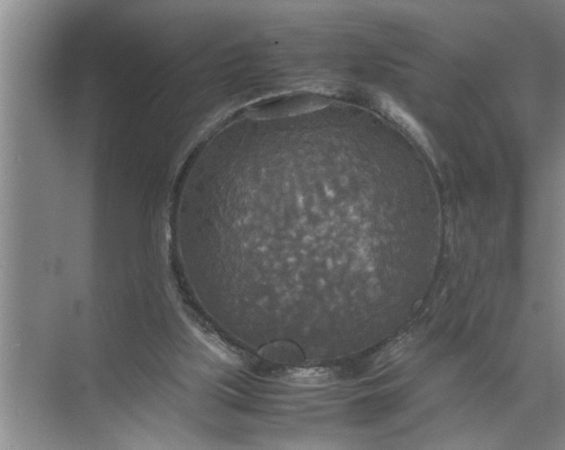 X0000072520059200607290209