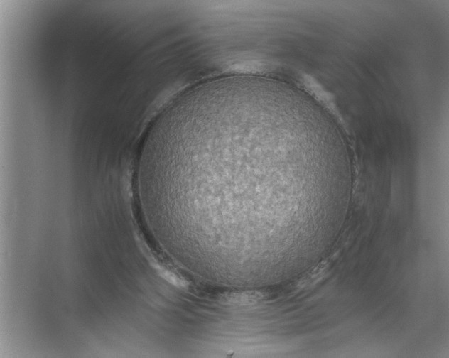 X0000072520106200607290208