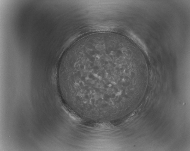 X0000072520107200607290208