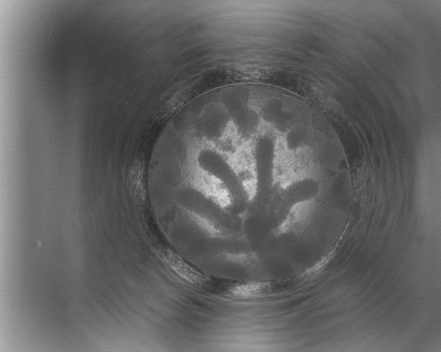 X0000072520178200607290208