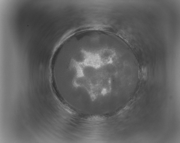 X0000072520198200607290207