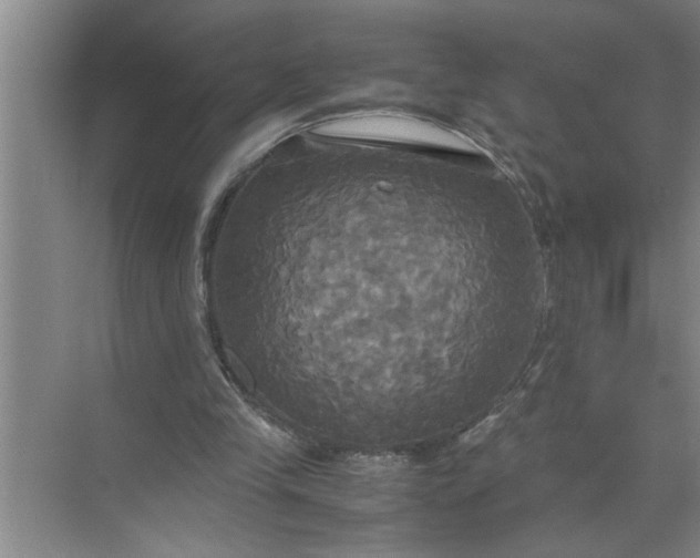 X0000072520245200607290205