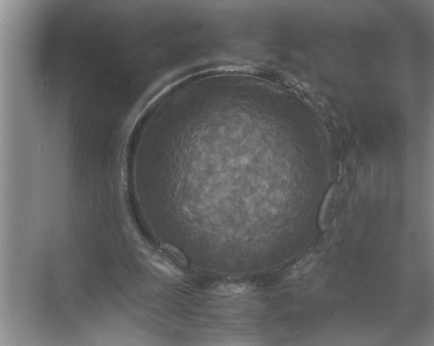 X0000072520247200607290206