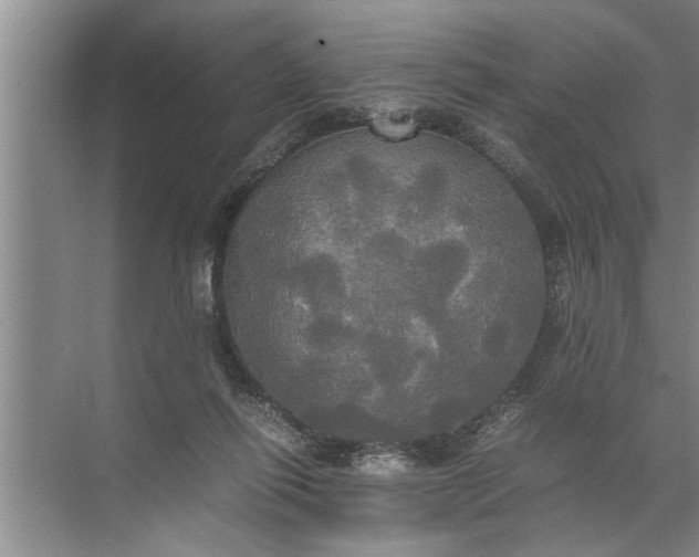 X0000072520262200607290206