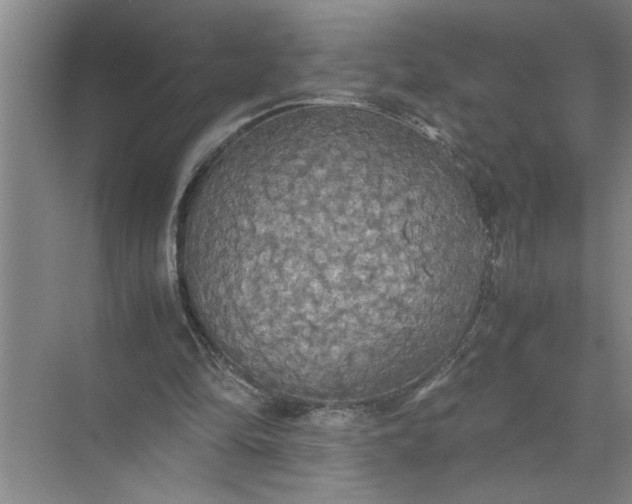 X0000072520294200607290205