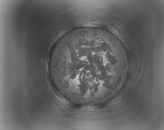 X0000072520299200607290205