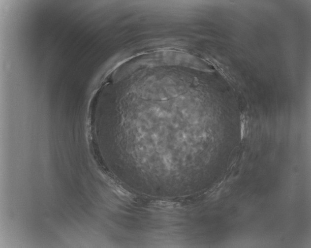 X0000072520339200607290204