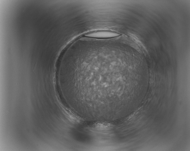 X0000072520346200607290204