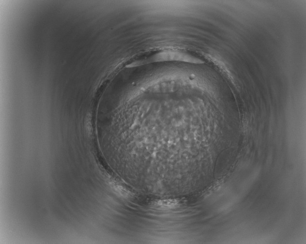 X0000072520353200607290204