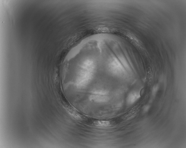 X0000072520361200607290204