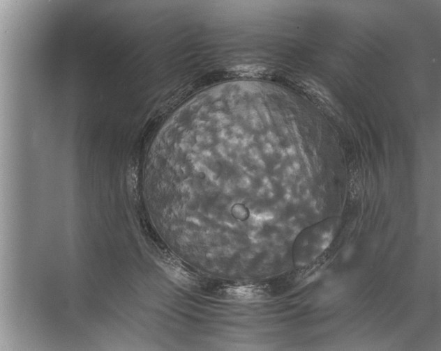 X0000072520365200607290204