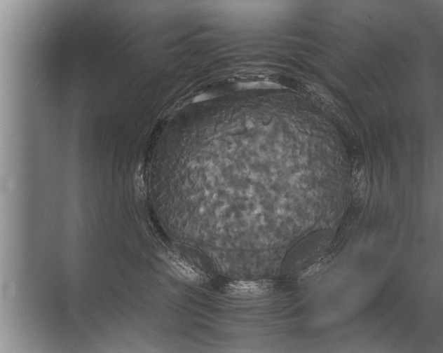 X0000072520381200607290205