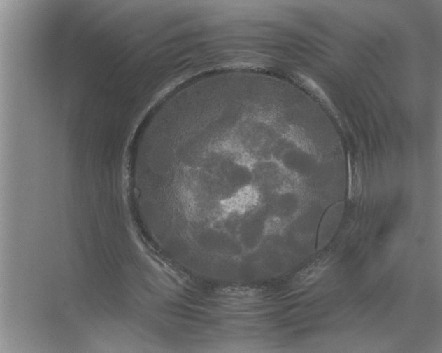 X0000072520435200607290202