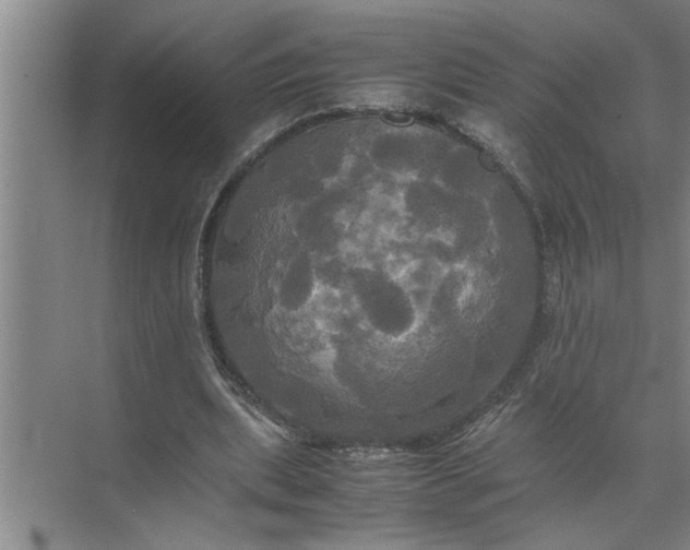 X0000072520439200607290202