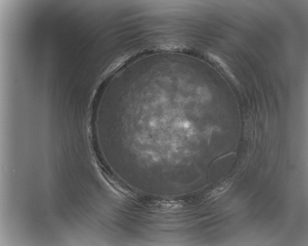 X0000072520443200607290202