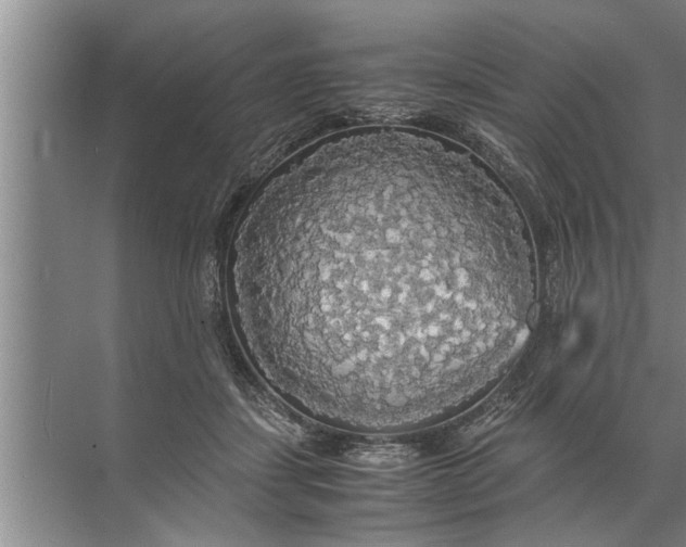 X0000072520459200607290203