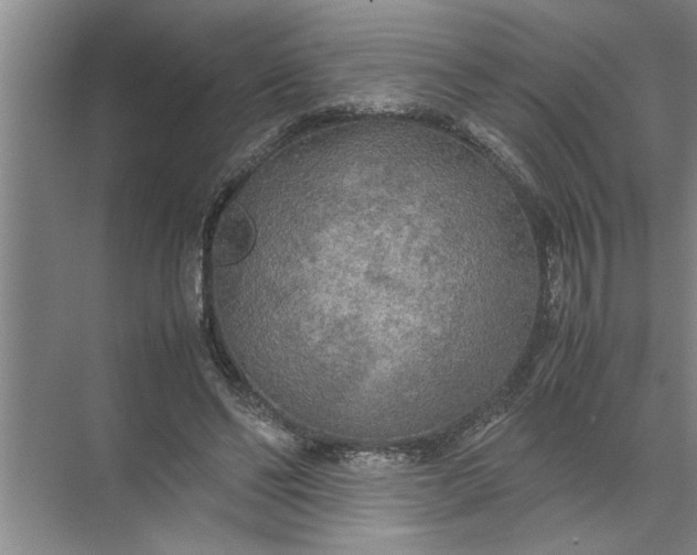 X0000072520494200607290202