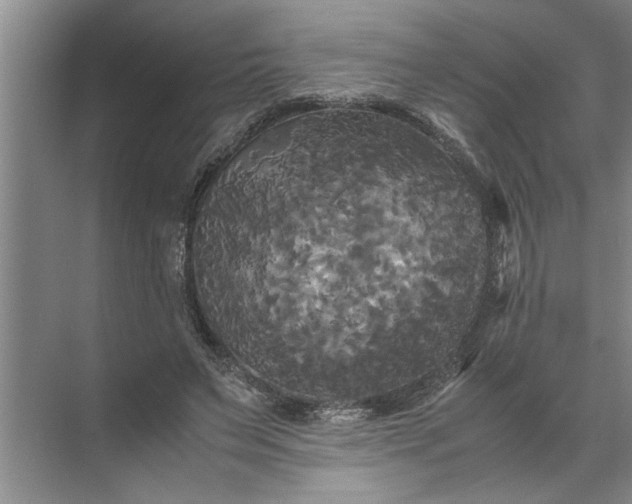 X0000072520495200607290202