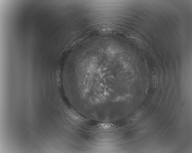 X0000072520654200607290159