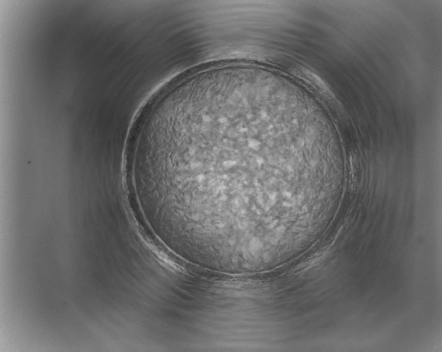 X0000072520780200607290157