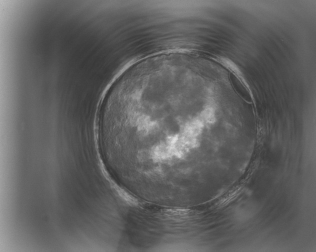 X0000072520859200607290156