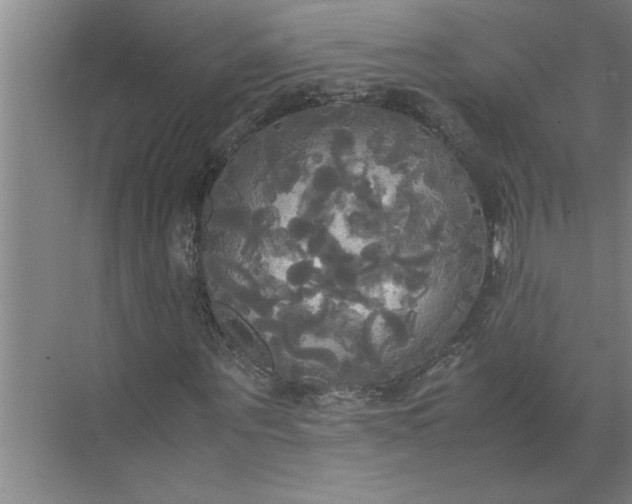 X0000072520867200607290156