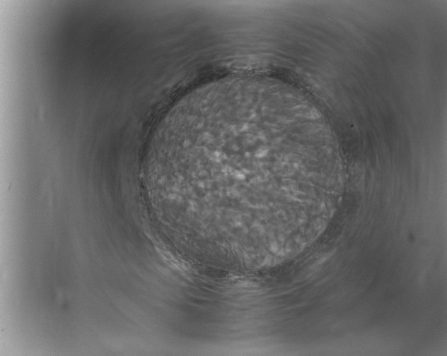 X0000072520913200607290154