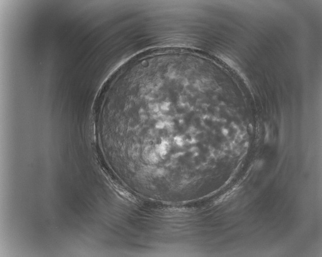 X0000072520925200607290154