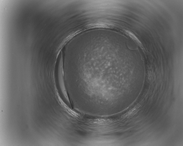 X0000072520938200607290154