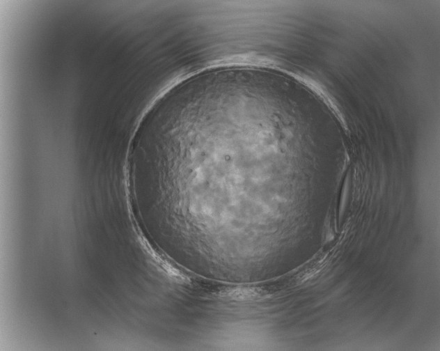 X0000072520998200607290153