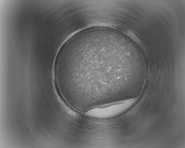 X0000072521028200607290153