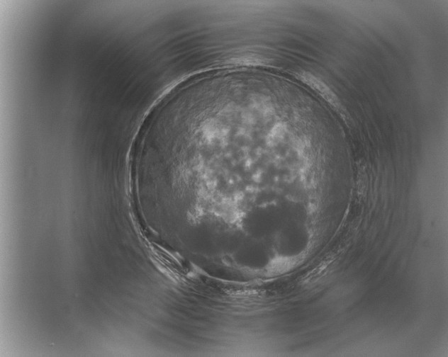 X0000072521031200607290153