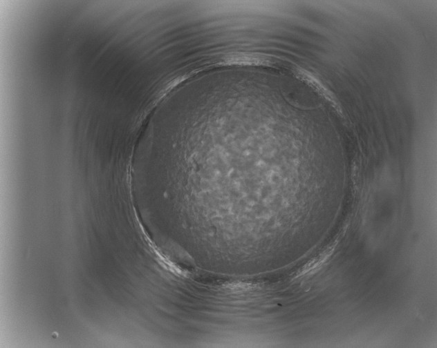 X0000072521033200607290153