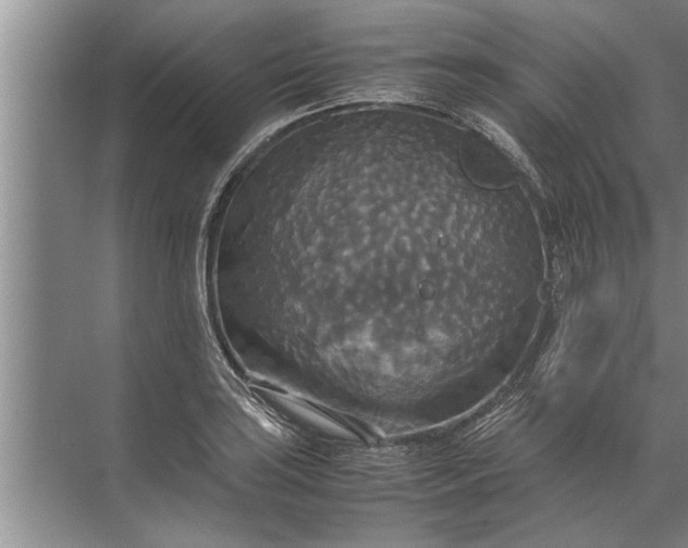 X0000072521035200607290153