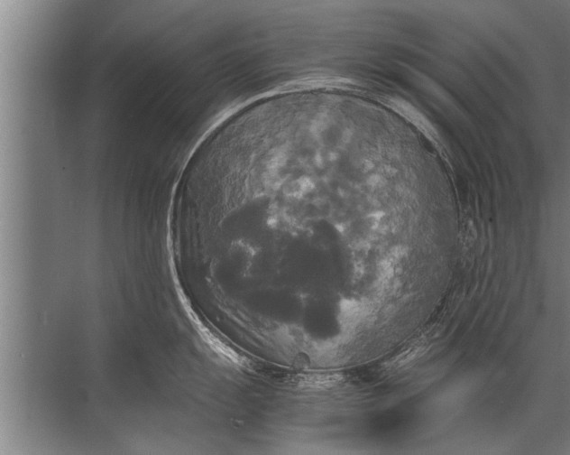 X0000072521055200607290153