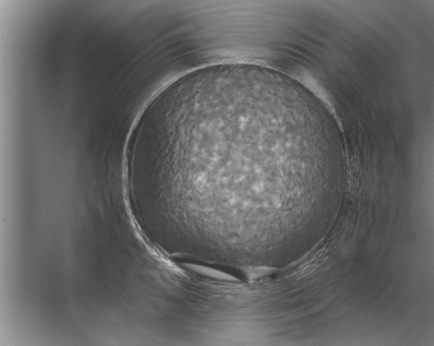 X0000072521096200607290152