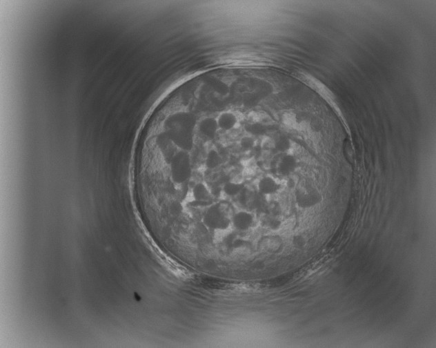 X0000072521195200607290150