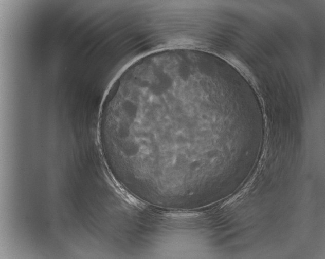 X0000072521296200607290148