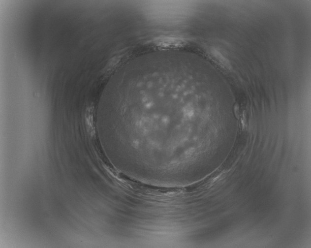 X0000072521396200607290146