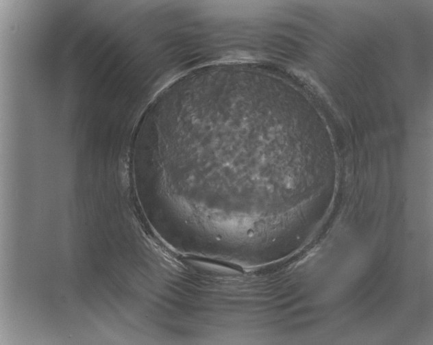 X0000072521409200607290146