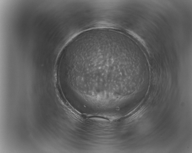 X0000072521415200607290146